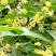 桂花树桂花树桂花树