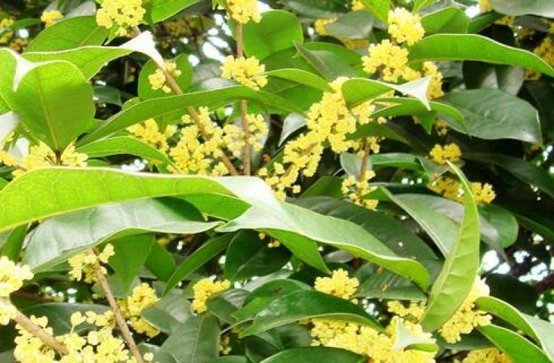 桂花树桂花树桂花树