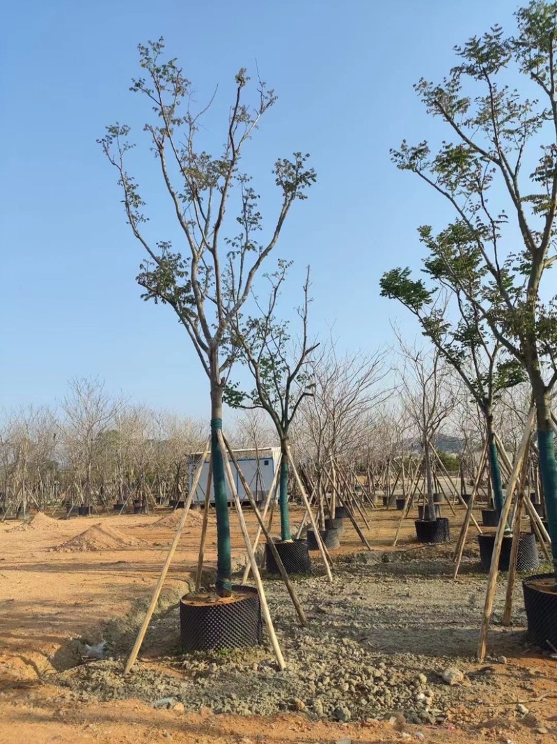 国庆花。珍贵的苗木品种。精品国庆花量大可开发票