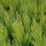 塔柏50-2米高，苗圃基地现挖现卖，价格优惠，保证质量