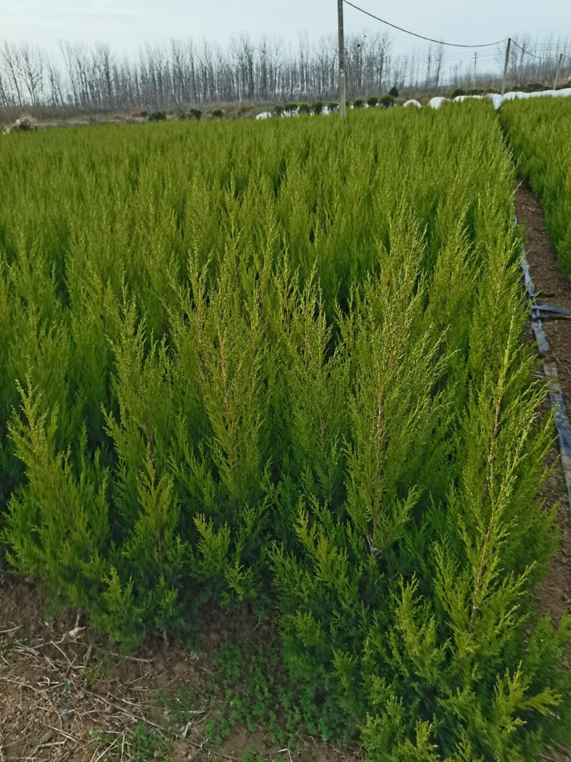 塔柏50-2米高，苗圃基地现挖现卖，价格优惠，保证质量