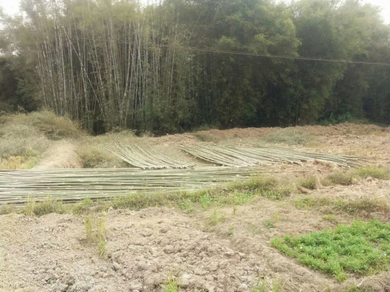 大量出售各种规格竹竿
