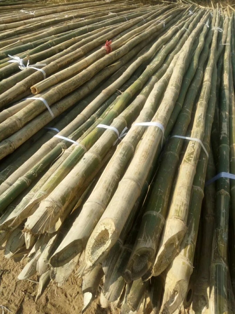 大量出售各种规格竹竿