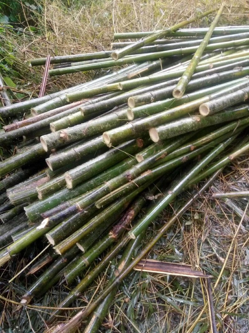 大量出售各种规格竹竿