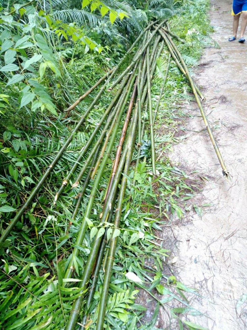 大量出售各种规格竹竿