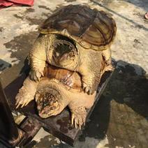 稳产鳄鱼龟池养繁殖专用种龟，公母都有，也可以食用