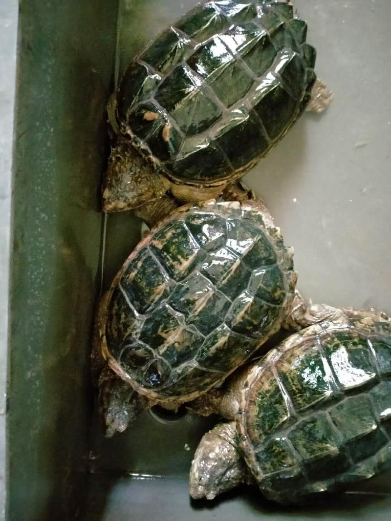 稳产鳄鱼龟池养繁殖专用种龟，公母都有，也可以食用