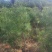 婉婉白皮松1米起步，密植货。