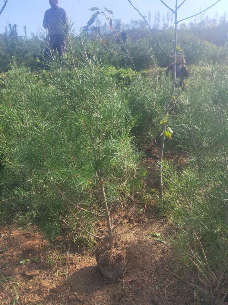婉婉白皮松1米起步，密植货。