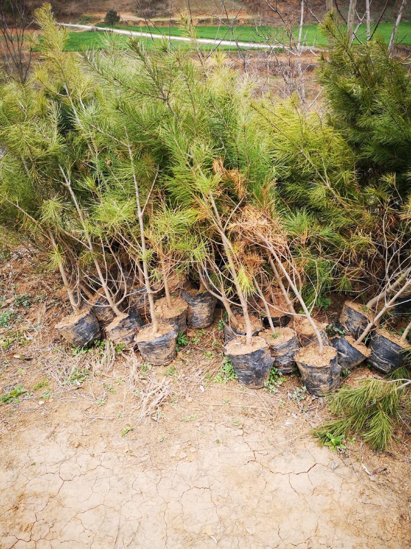 婉婉白皮松1米起步，密植货。