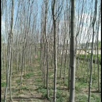 香花槐，云杉松，则柏，柳树，自家种植，