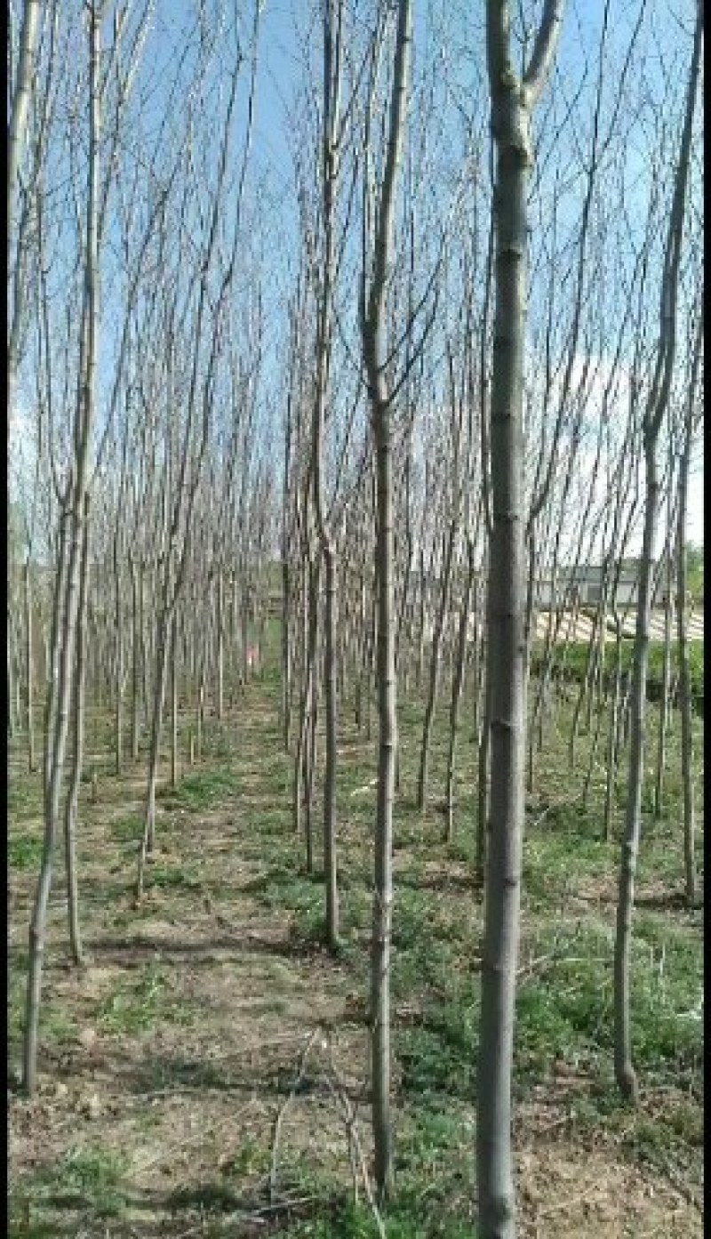 香花槐，云杉松，则柏，柳树，自家种植，