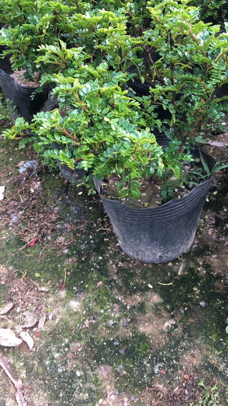 福建漳州基地长年大量供应杯苗胡椒木欢迎老板前来考察