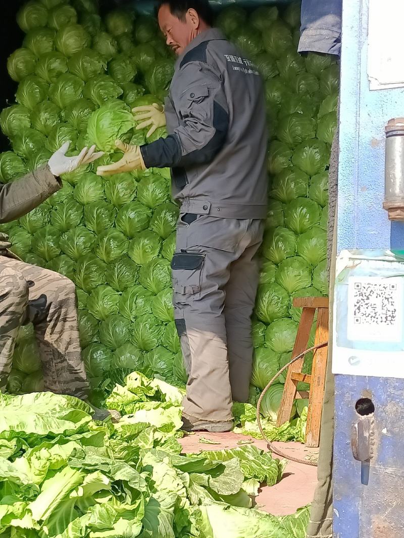 河北省唐山市滦南县精品8398晚甘蓝