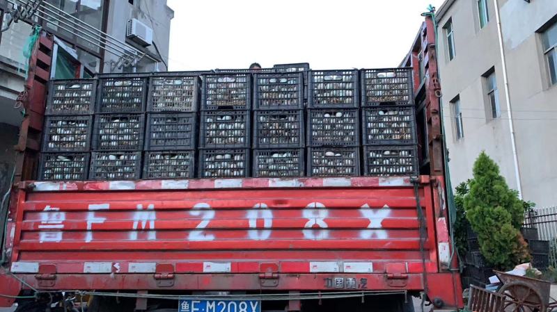 新鲜鸭蛋长期批发，旅销礼品！市场批发！量大，便宜