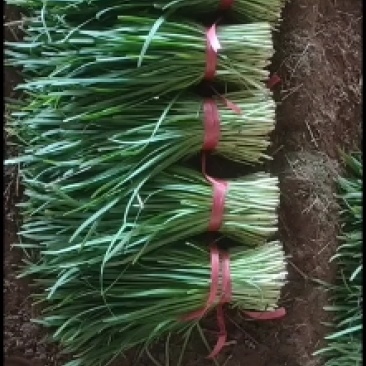大叶红根韭菜