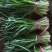 大叶红根韭菜