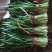 大叶红根韭菜