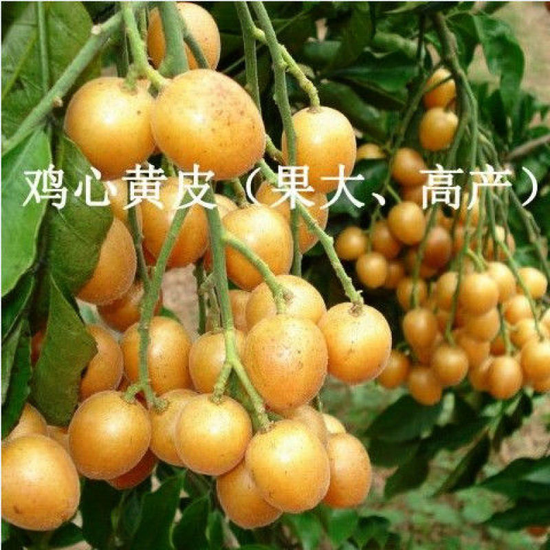新品种果树苗贵妃黑黄皮苗嫁接鸡心黄皮树苗南方盆栽地栽种植