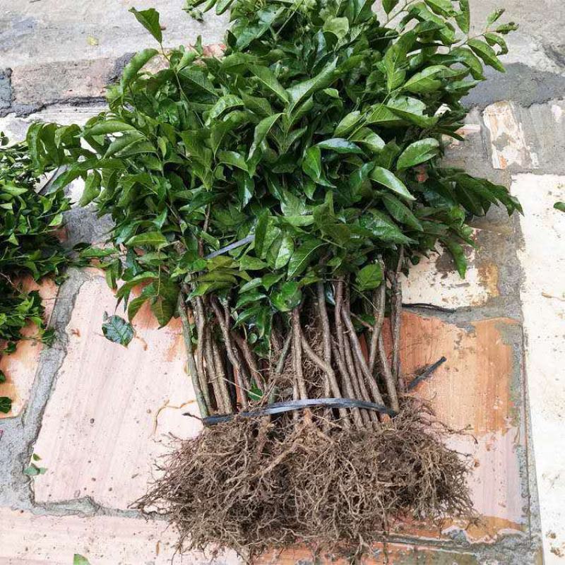 新品种果树苗贵妃黑黄皮苗嫁接鸡心黄皮树苗南方盆栽地栽种植