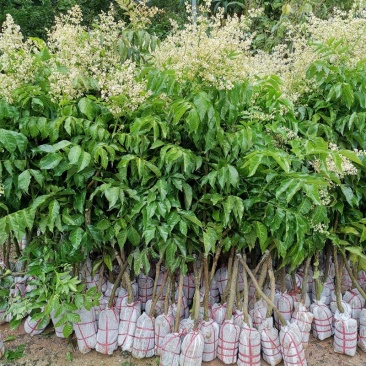 新品种果树苗贵妃黑黄皮苗嫁接鸡心黄皮树苗南方盆栽地栽种植