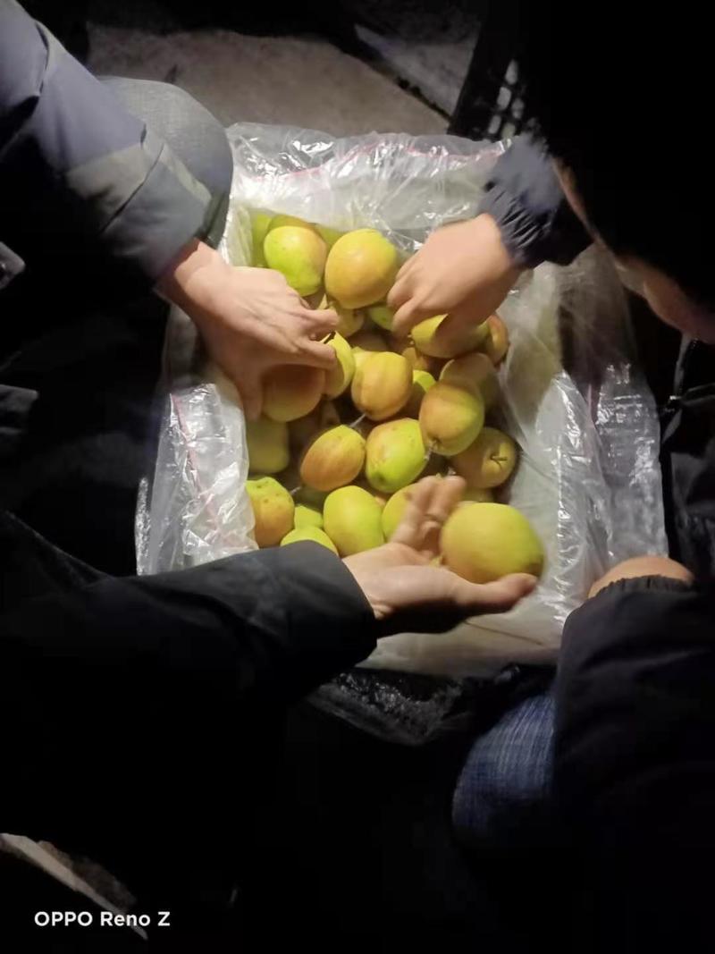 【梨】河北正宗酥梨产地直发商超品质量大从优全国发货