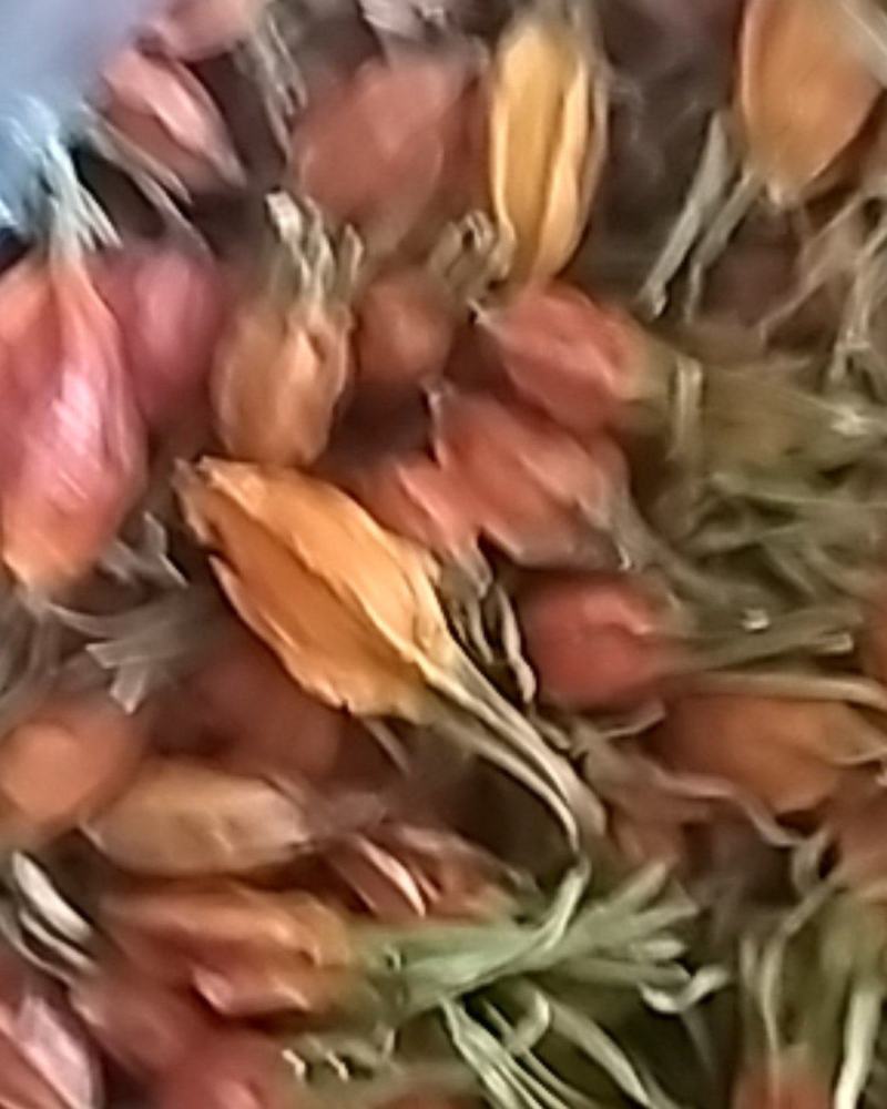 野生新货栀子色泽鲜