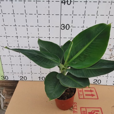 卡文迪什香蕉树，观赏型香蕉树，迷你型盆栽树量大优惠
