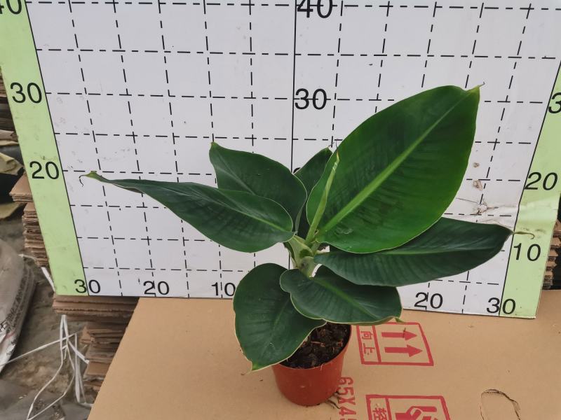 卡文迪什香蕉树，观赏型香蕉树，迷你型盆栽树量大优惠