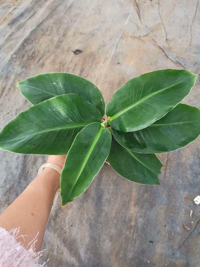 卡文迪什香蕉树，观赏型香蕉树，迷你型盆栽树量大优惠