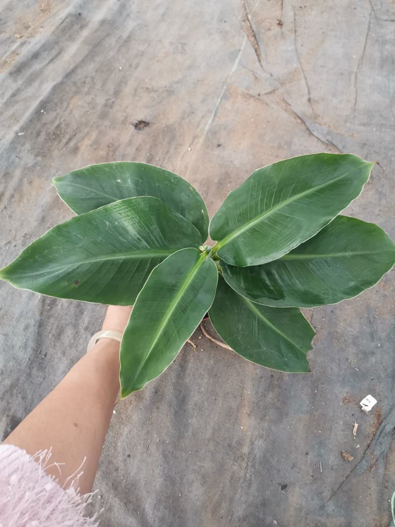 卡文迪什香蕉树，观赏型香蕉树，迷你型盆栽树量大优惠