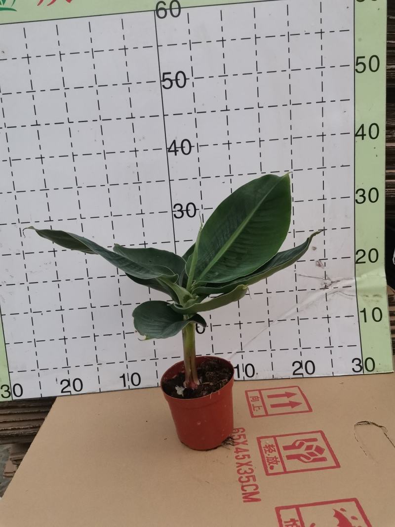 卡文迪什香蕉树，观赏型香蕉树，迷你型盆栽树量大优惠