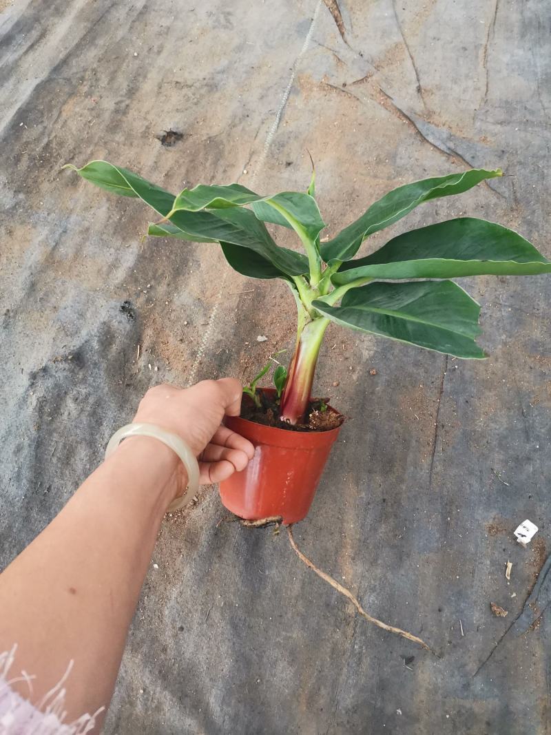 卡文迪什香蕉树，观赏型香蕉树，迷你型盆栽树量大优惠