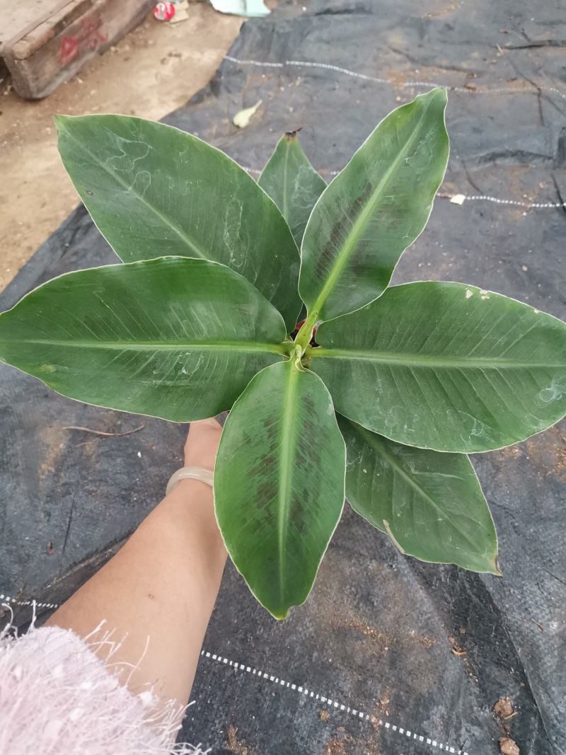 卡文迪什香蕉树，观赏型香蕉树，迷你型盆栽树量大优惠