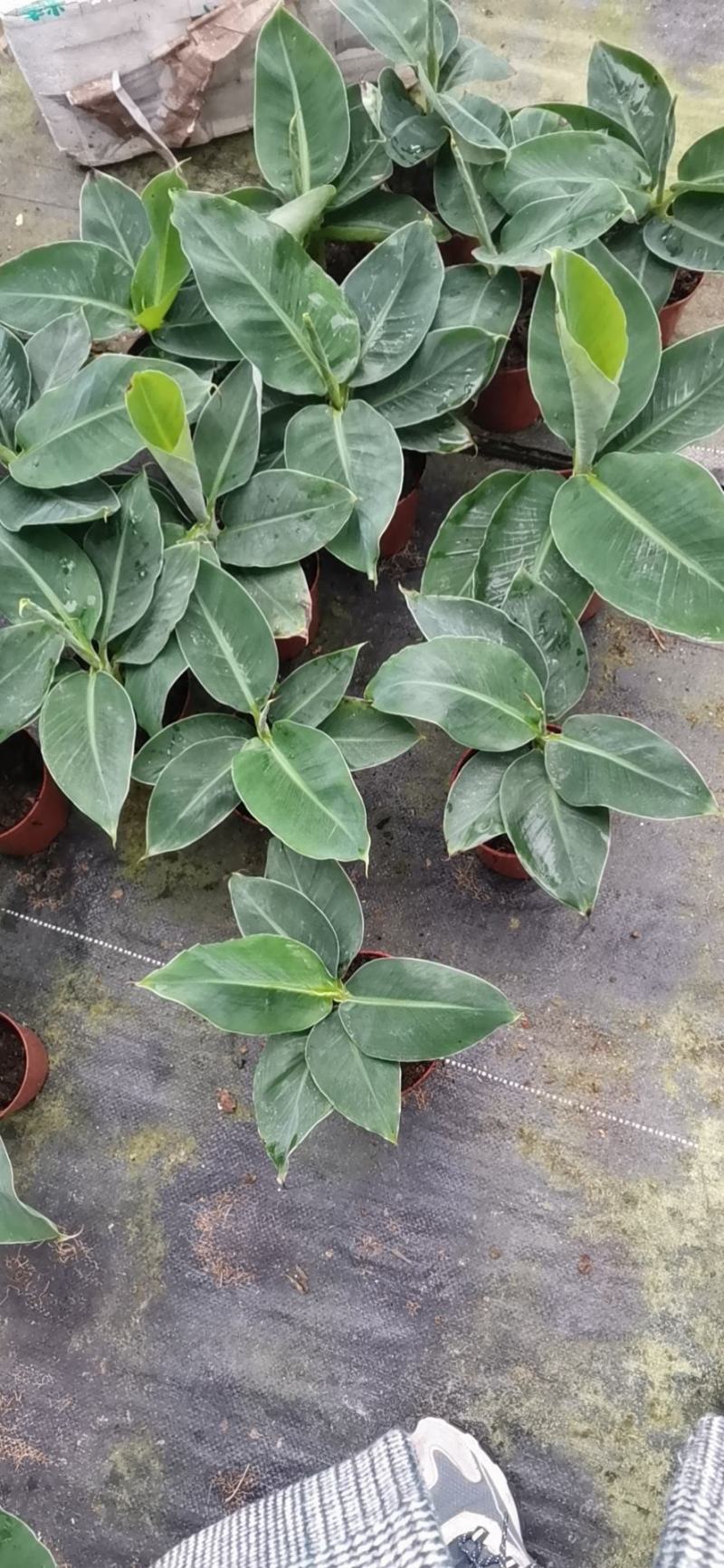 卡文迪什香蕉树，观赏型香蕉树，迷你型盆栽树量大优惠