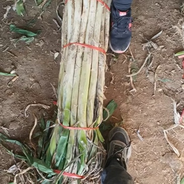 大葱，高白葱，高白葱，，，，，，，，，，