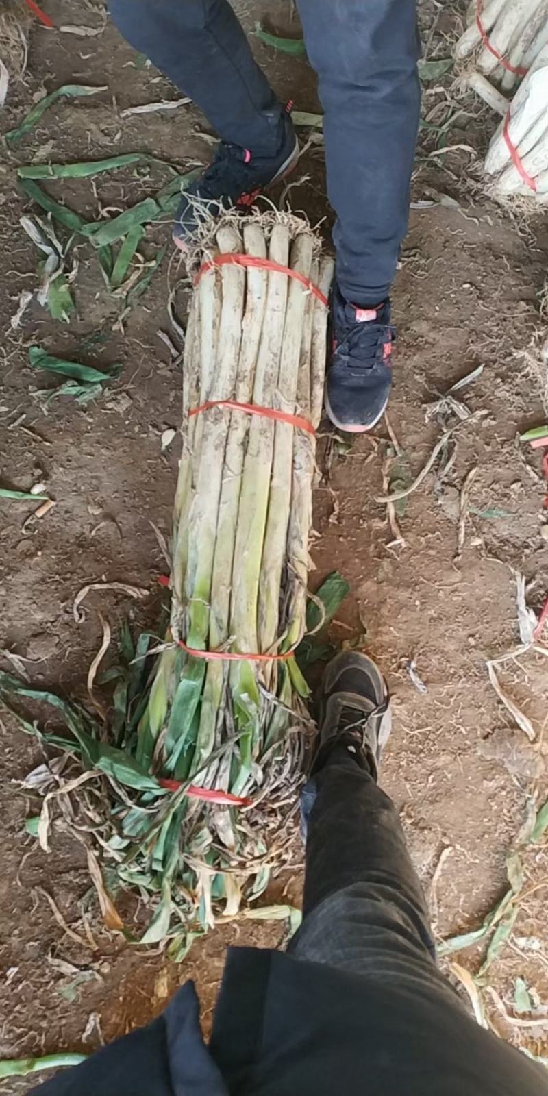 大葱，高白葱，高白葱，，，，，，，，，，