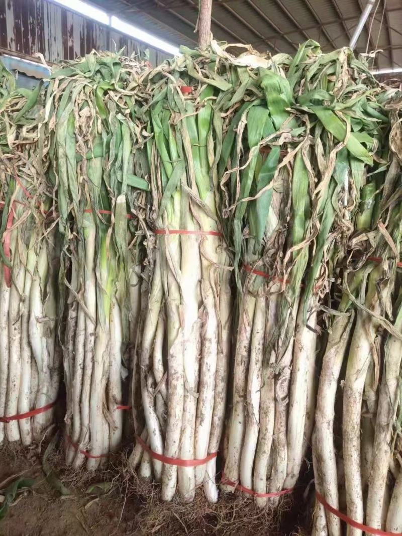 大葱，高白葱，高白葱，，，，，，，，，，