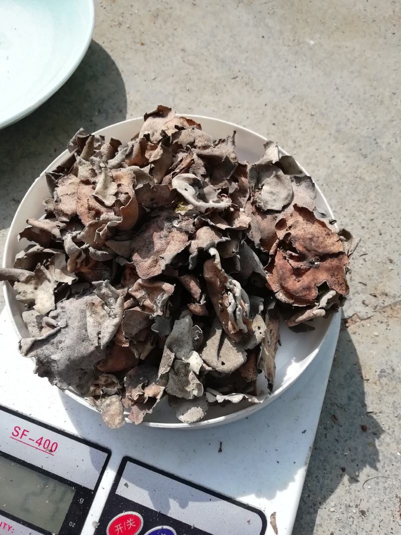 石耳岩耳岩石上的木耳武陵山区野生