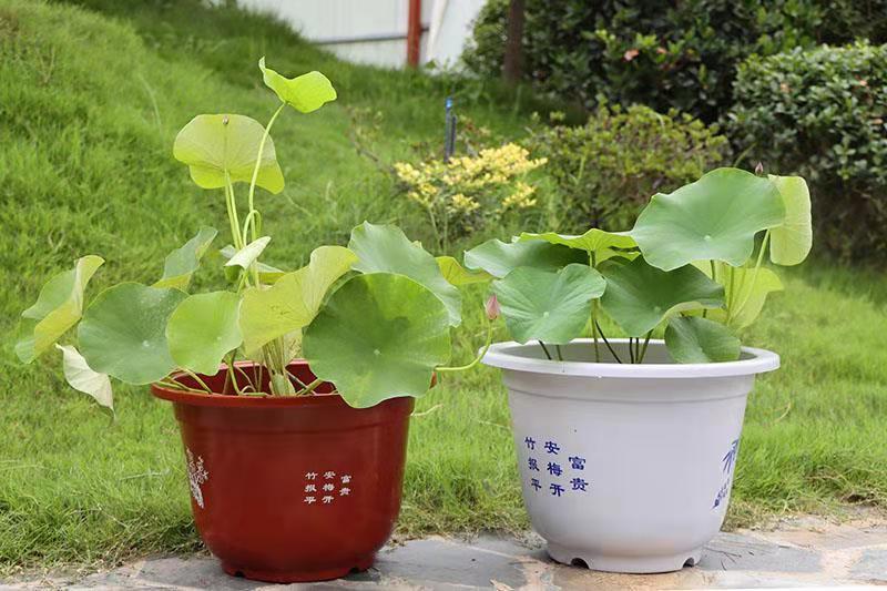 无孔花盆荷花睡莲碗莲水草水生植物花盆无孔盆园艺