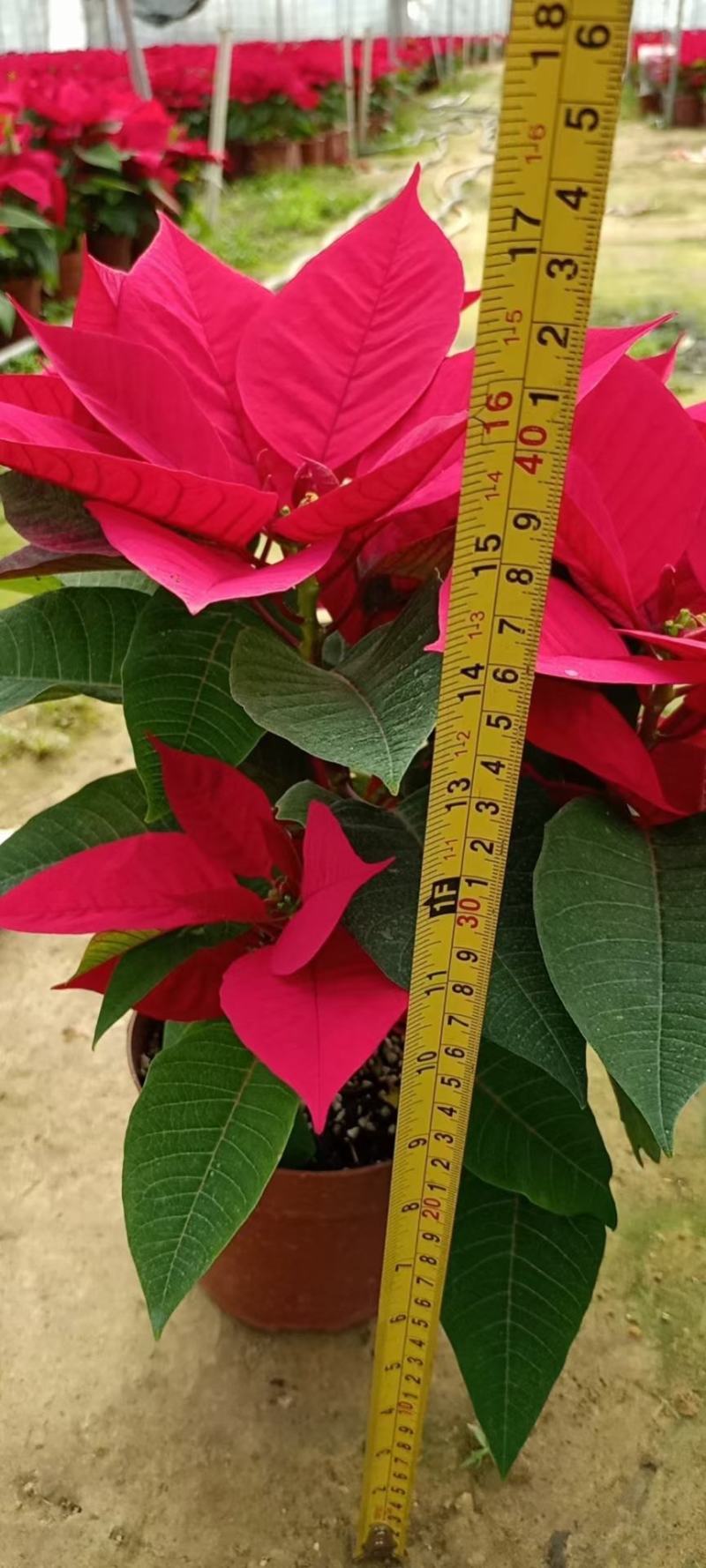 一品红圣诞红年花7寸的，基地直销，保证品质