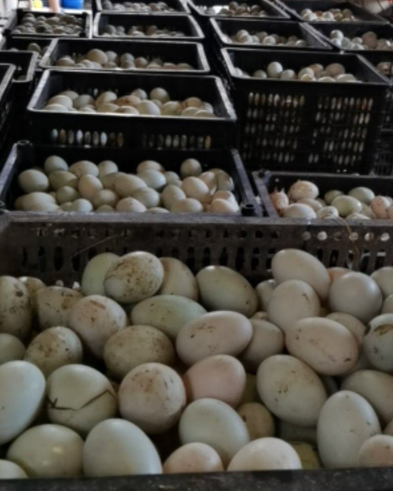 新鲜鸭蛋长期批发，旅销礼品！市场批发！量大，便宜