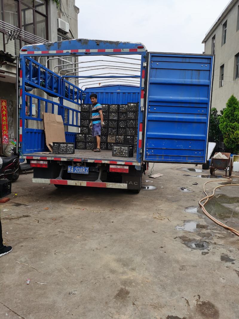 新鲜鸭蛋长期批发，旅销礼品！市场批发！量大，便宜