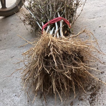 种苗金银花小苗种植中大量出售