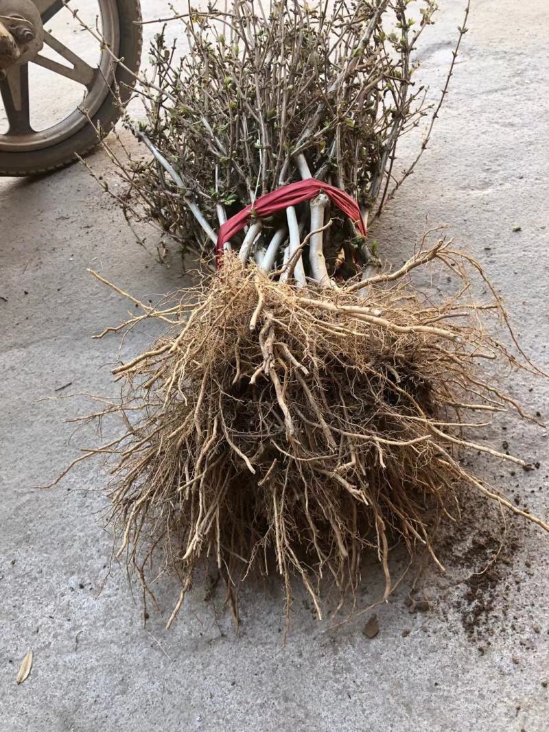 种苗金银花小苗种植中大量出售
