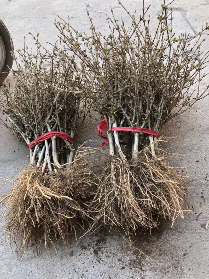 种苗金银花小苗种植中大量出售