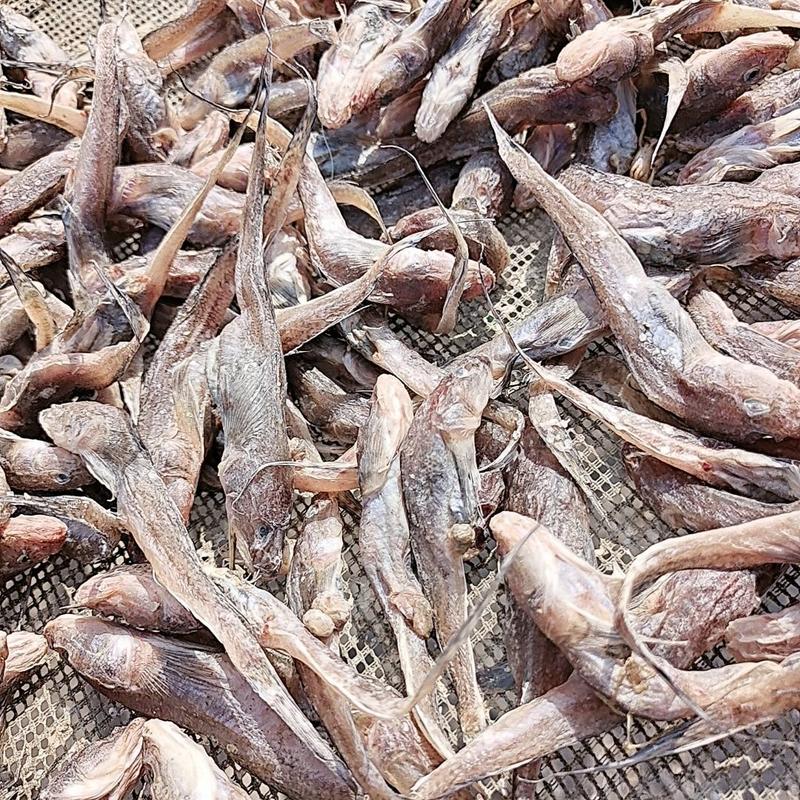 渤海湾的新货狗光鱼，满黄满籽，没有乱刺，净重23.5斤
