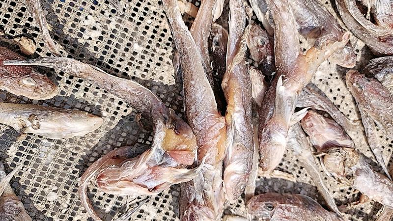 渤海湾的新货狗光鱼，满黄满籽，没有乱刺，净重23.5斤
