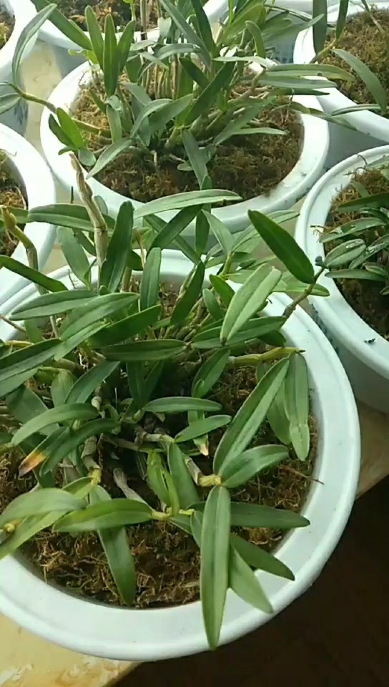 基地直发霍山石斛4年盆景起批品质好生长产量成活率高