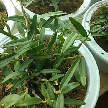 基地直发霍山石斛4年盆景起批品质好生长产量成活率高